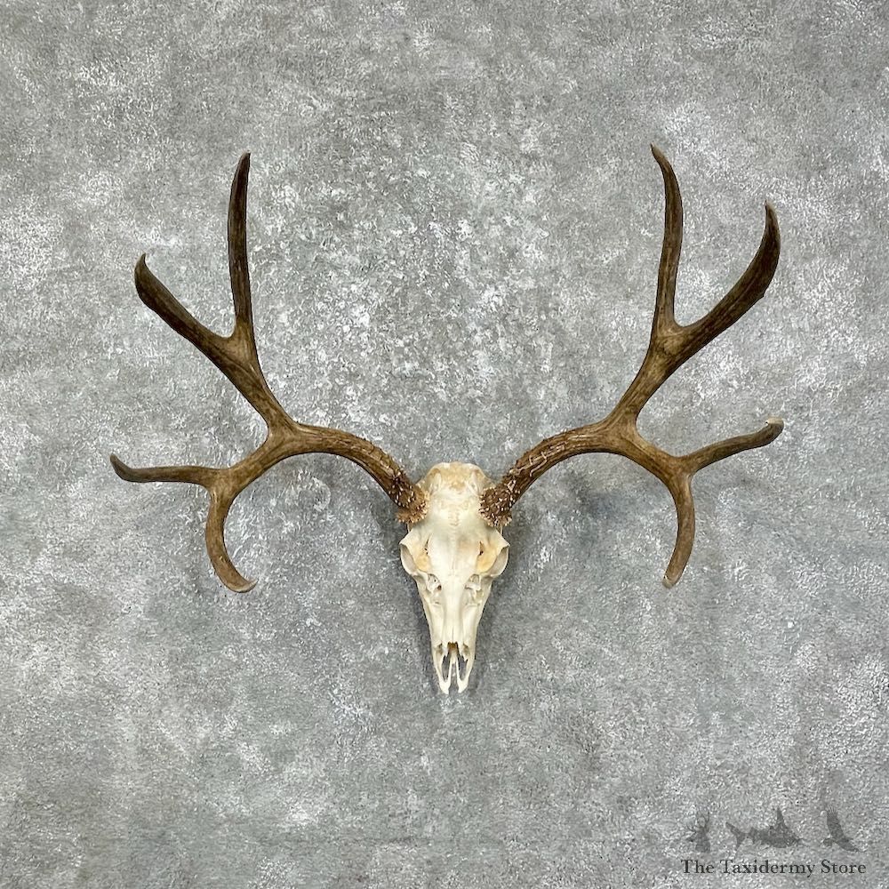 Mule Deer Skull European Mount For Sale #25597 @ The Taxidermy Store