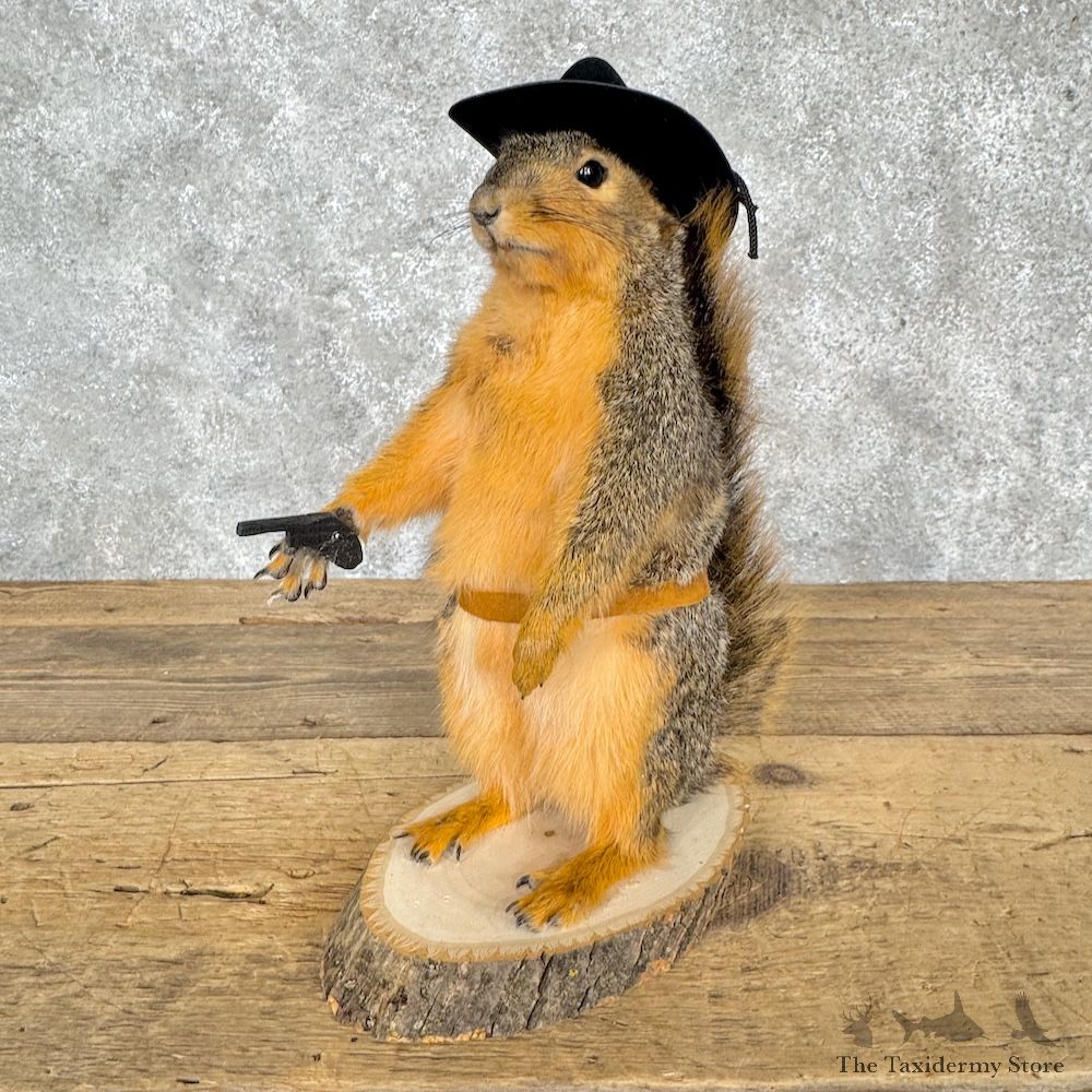 Cowboy Fox Squirrel Novelty Mount For Sale #30222 @ The Taxidermy Store