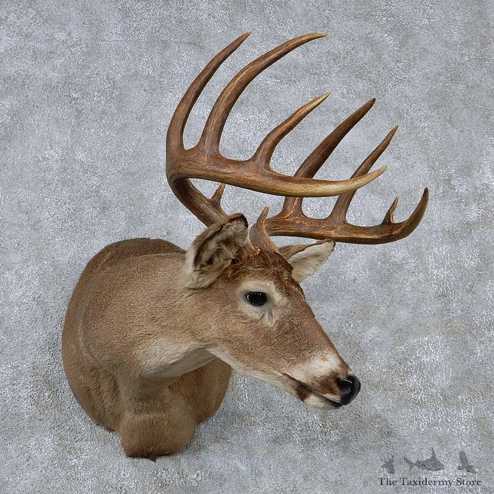 Whitetail Deer Taxidermy Shoulder Mount #13162 For Sale @ The Taxidermy Store