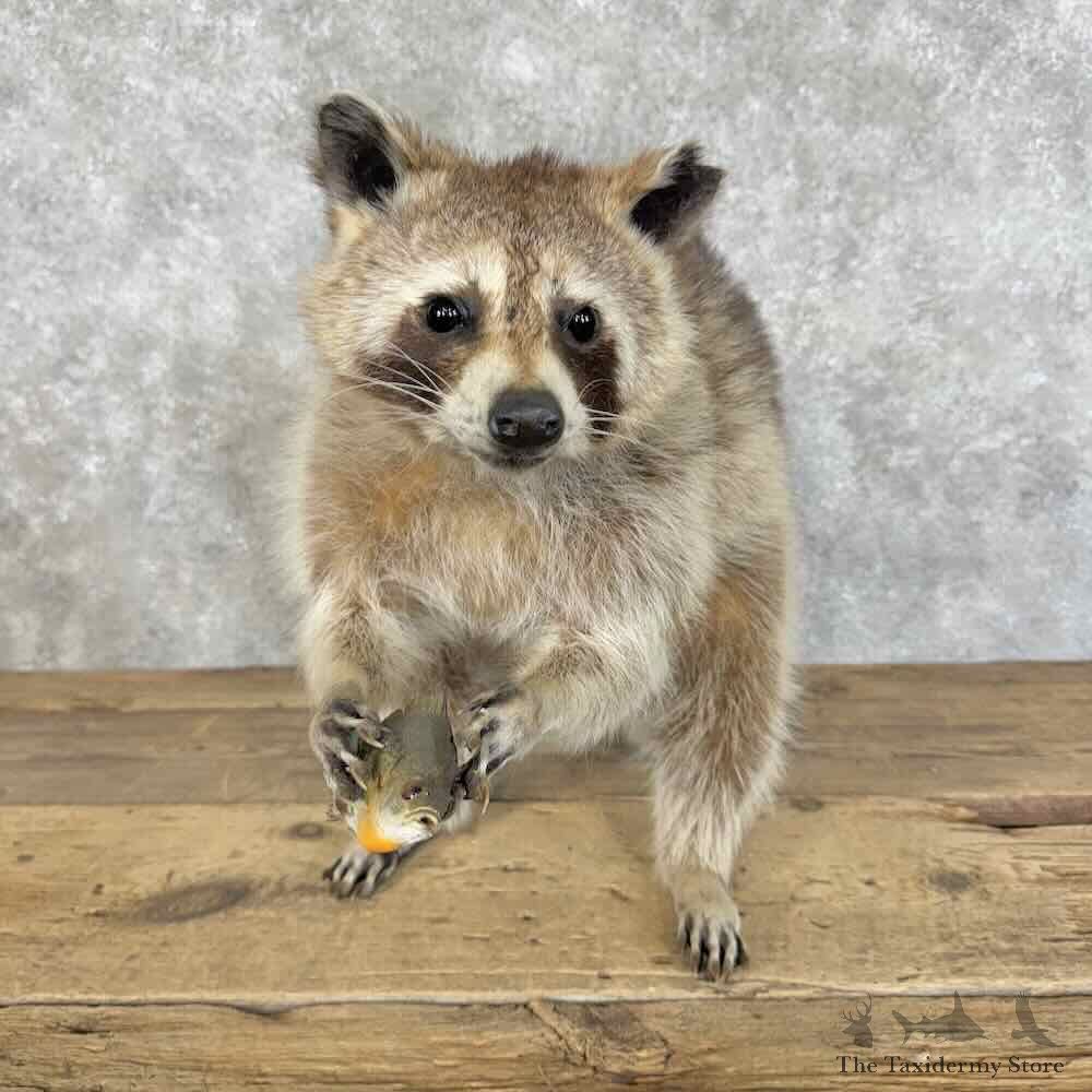 Raccoon Life-Size Mount For Sale #31098 @ The Taxidermy Store