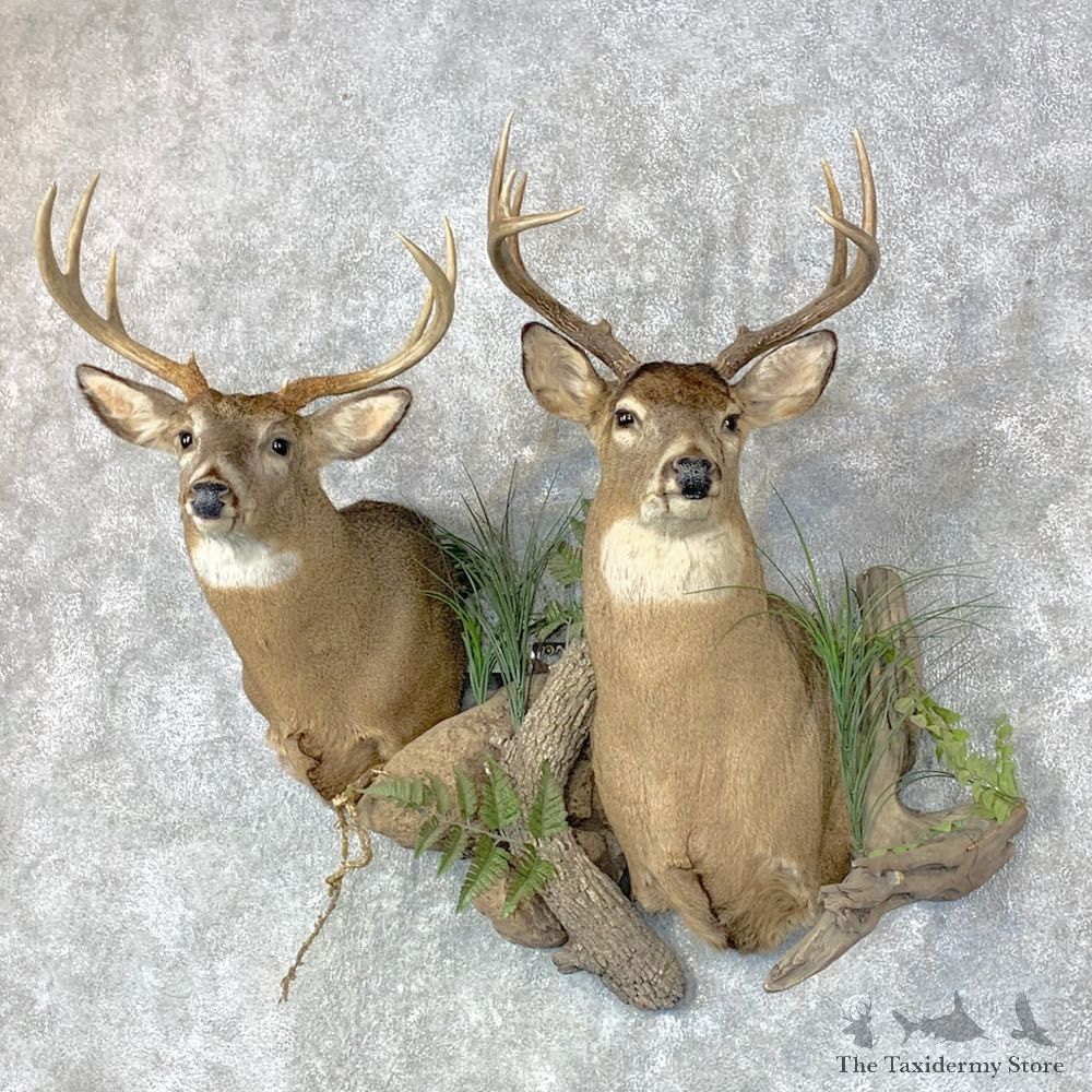 Whitetail Deer Shoulder Taxidermy Mount Pair For Sale #23659 @ The Taxidermy Store