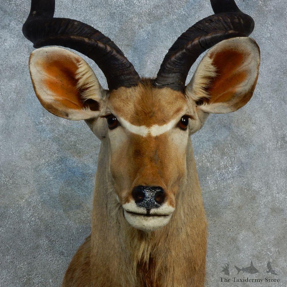 Greater Kudu Shoulder Mount For Sale #15311 @ The Taxidermy Store