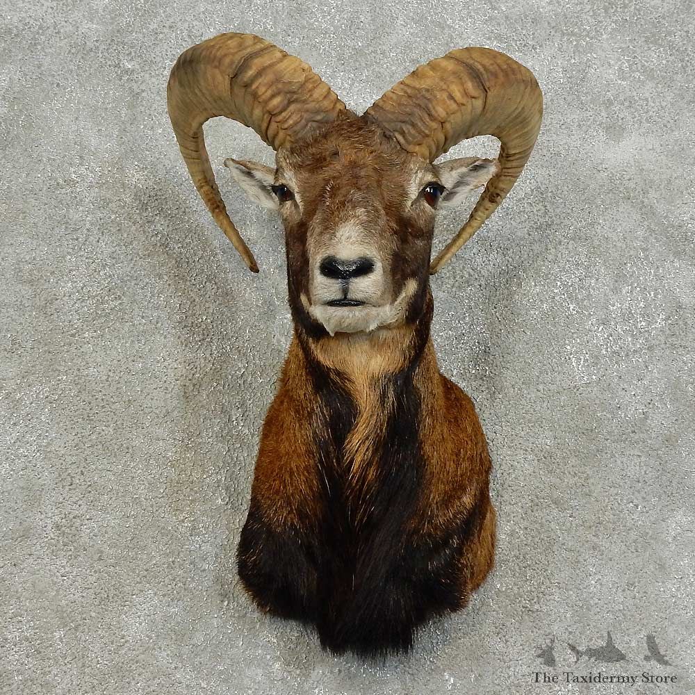 Mouflon Ram Shoulder Mount For Sale #15976 @ The Taxidermy Store