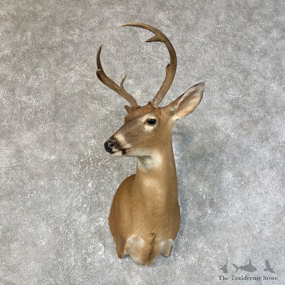 Whitetail Deer Shoulder Mount #25215 For Sale - The Taxidermy Store