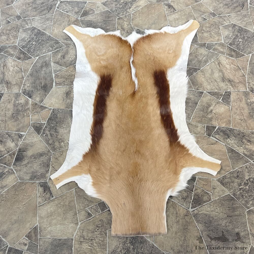 Springbok Taxidermy Hide For Sale #27899 @ The Taxidermy Store
