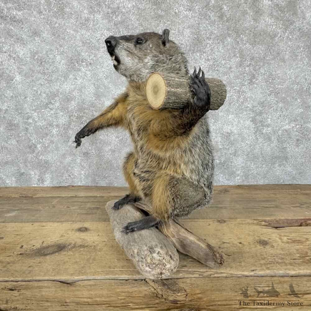 Woodchuck Life-Size Mount For Sale #30570 @ The Taxidermy Store