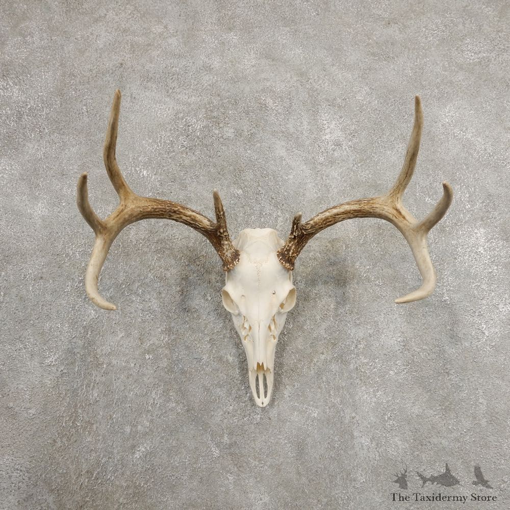 Whitetail Deer Skull European Mount For Sale #20982 @ The Taxidermy Store