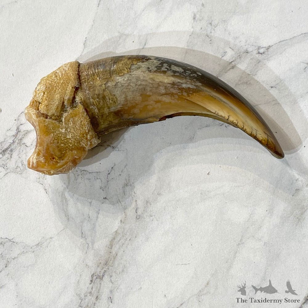 Grizzly Bear Claw For Sale #24874 - The Taxidermy Store