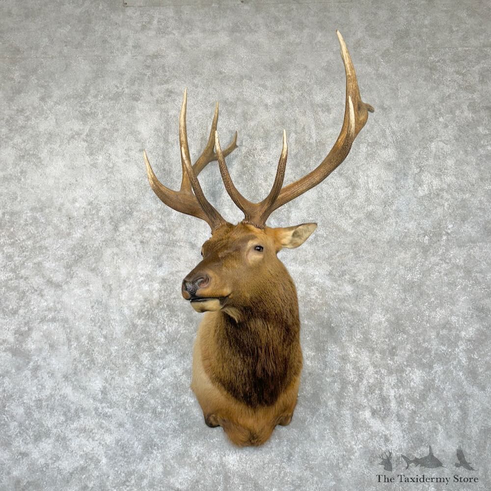 Rocky Mountain Elk Shoulder Mount For Sale #29023 @ The Taxidermy Store