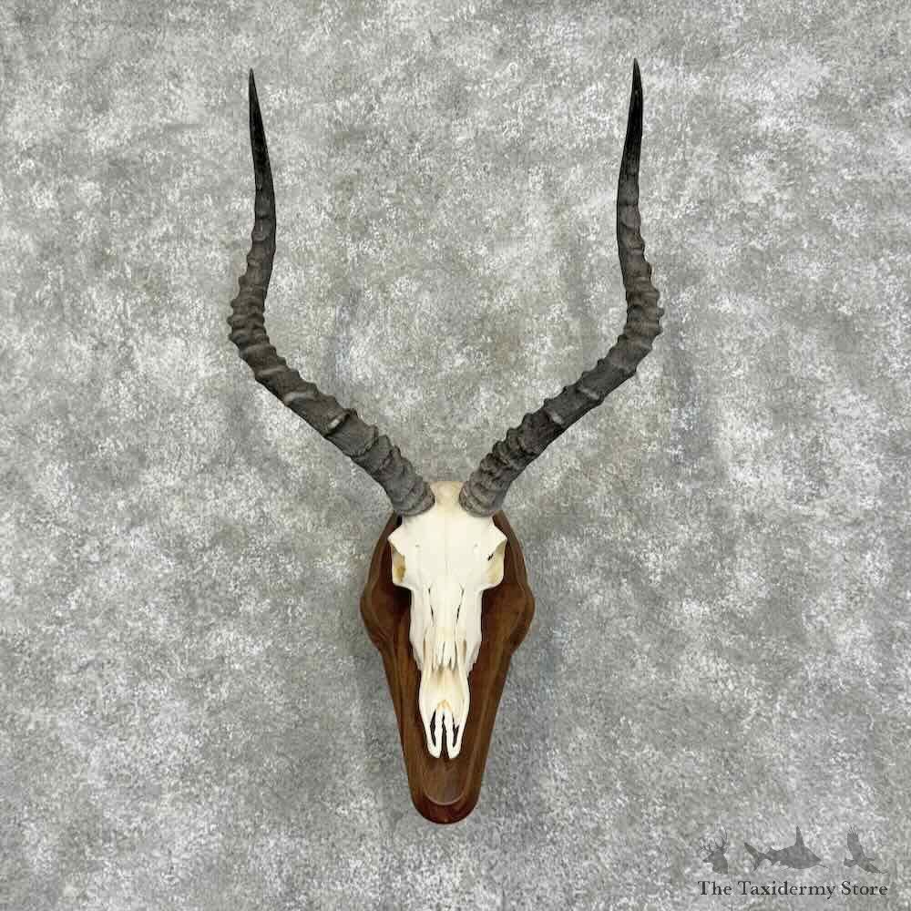 Impala Skull & Horns European Mount For Sale #32075 @ The Taxidermy Store