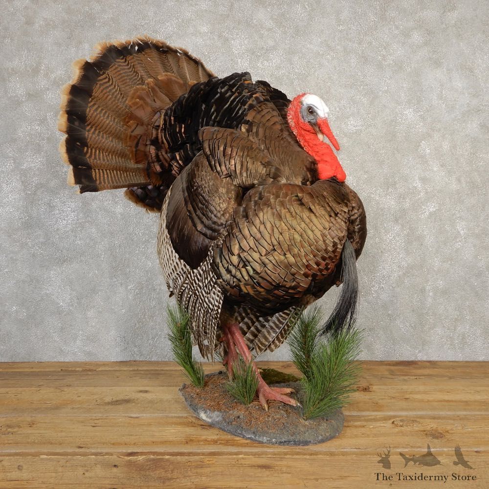 Eastern Turkey Bird Mount For Sale #20665 @ The Taxidermy Store