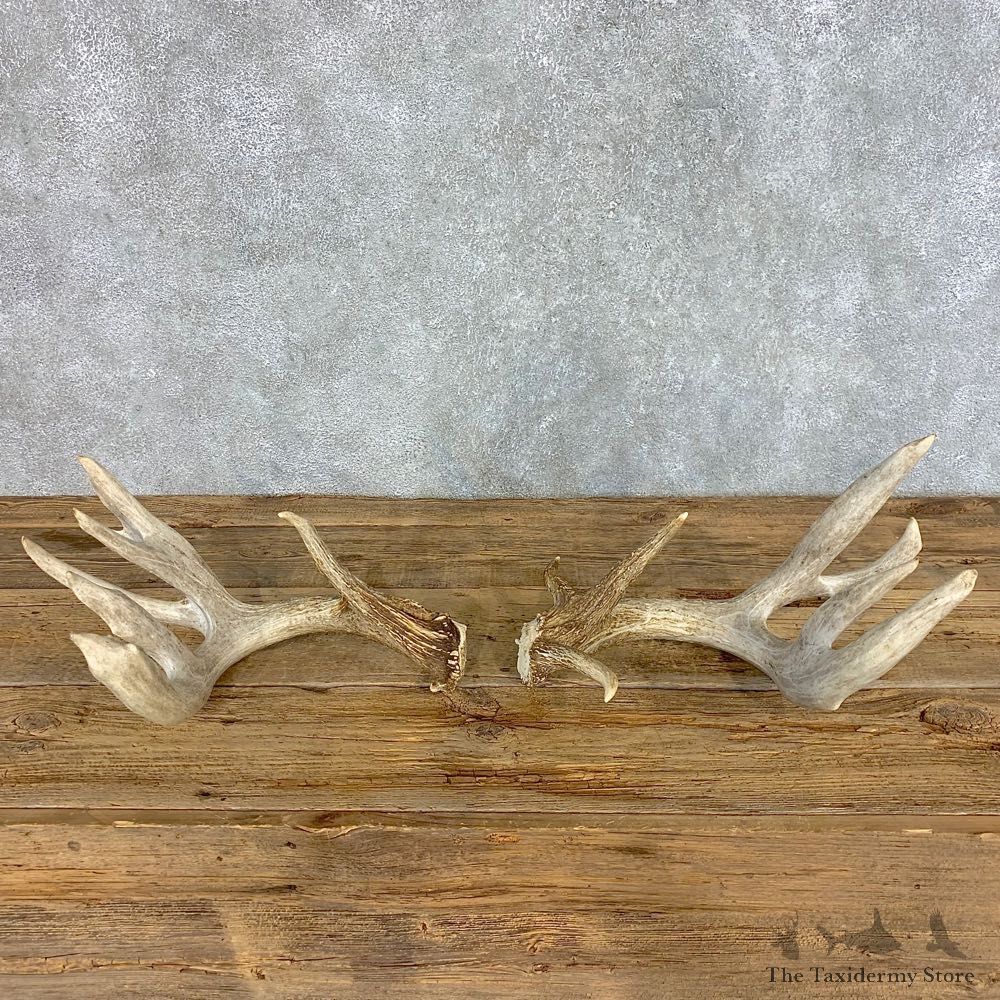 Whitetail Deer Antler Set For Sale #21511 @ The Taxidermy Store