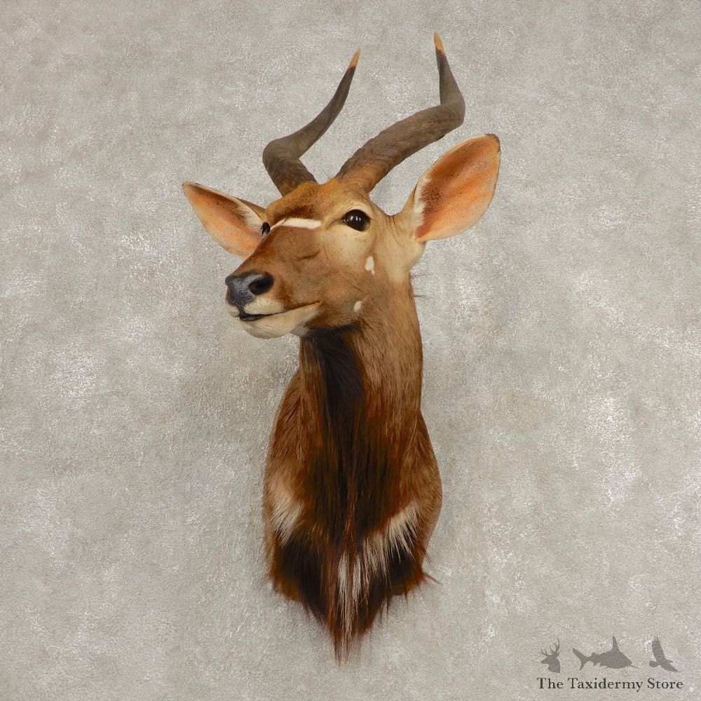 African Nyala Taxidermy Shoulder Mount #21584 For Sale @ The Taxidermy Store