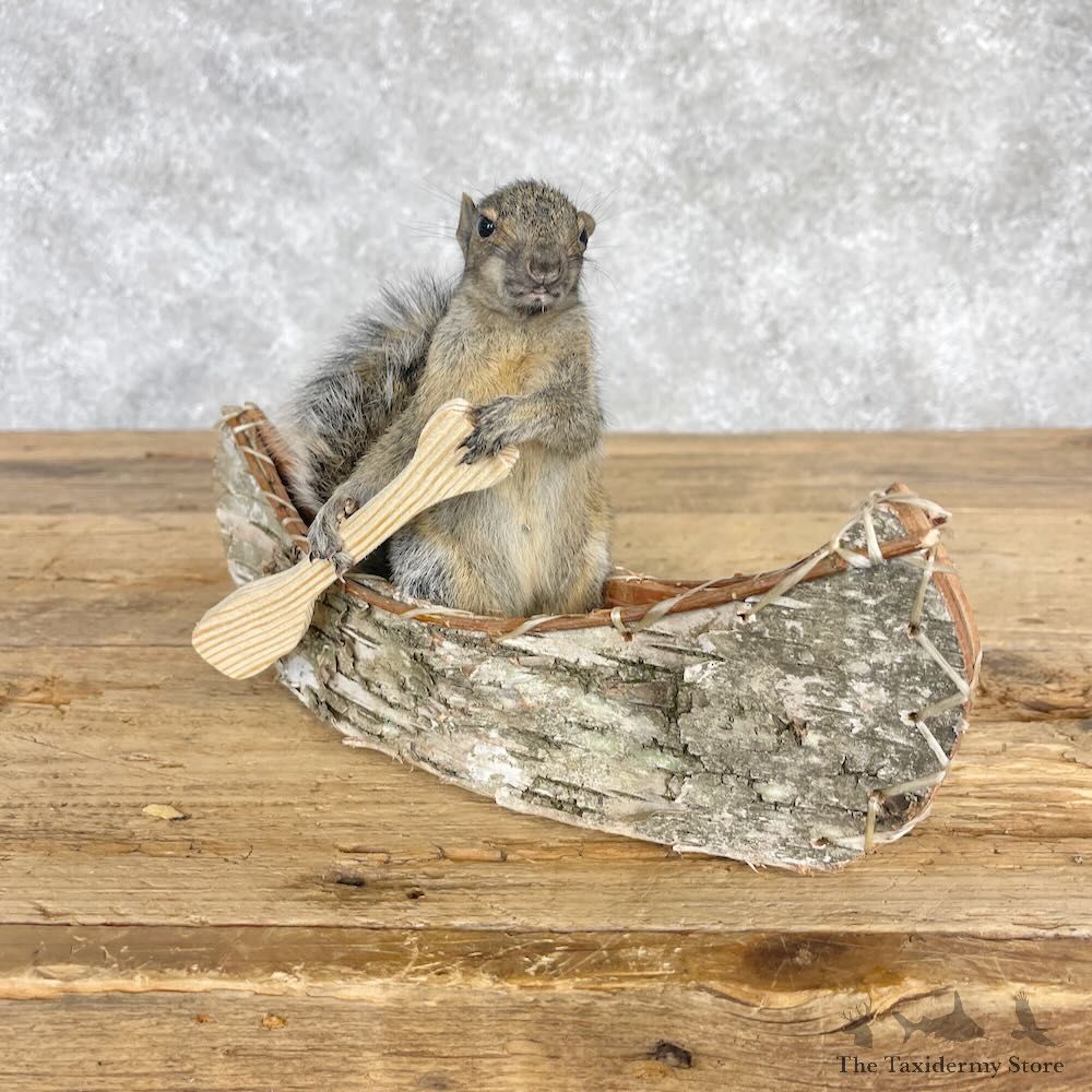 Canoe Squirrel Novelty Mount For Sale #28579 @ The Taxidermy Store