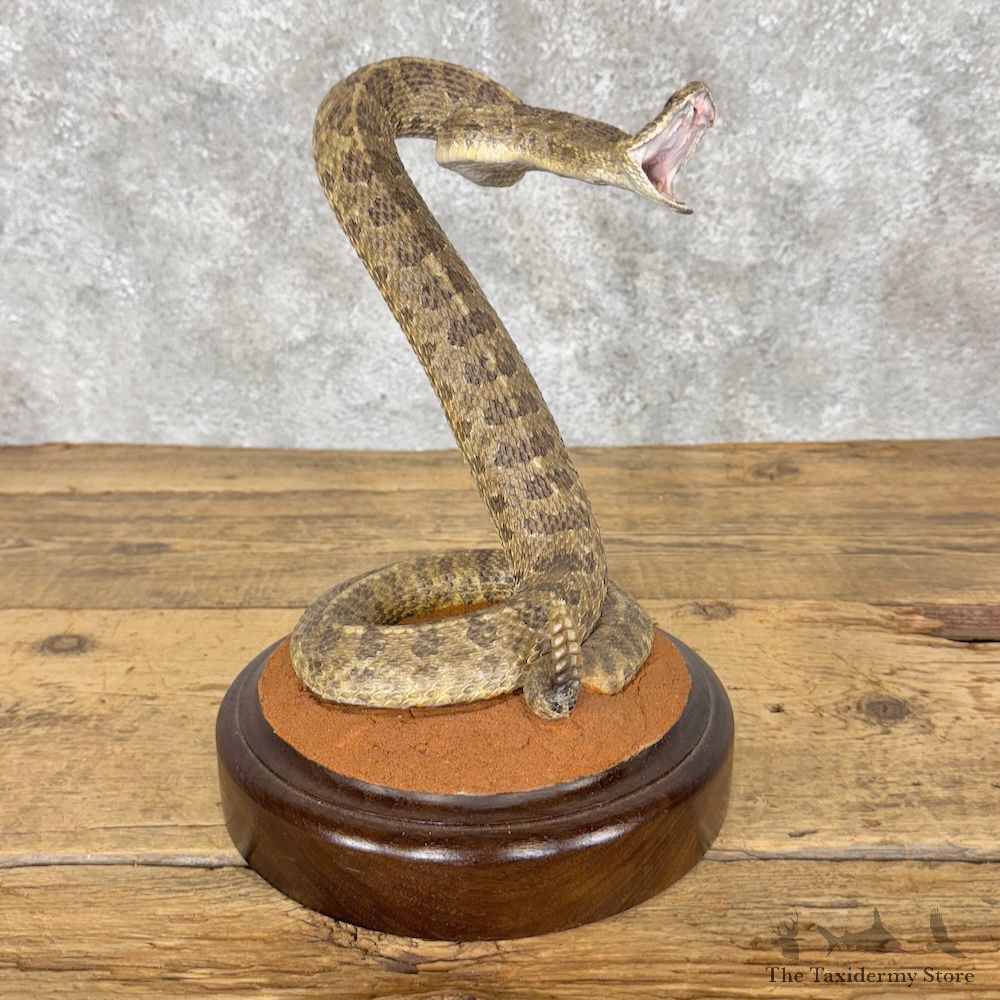 Western Diamondback Rattlesnake Mount For Sale #30063 @ The Taxidermy Store