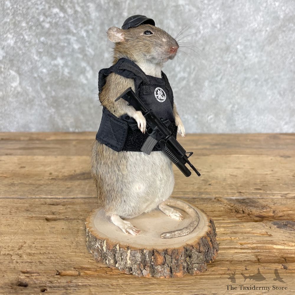 Tactical Rat Novelty Mount For Sale #26535 @ The Taxidermy Store