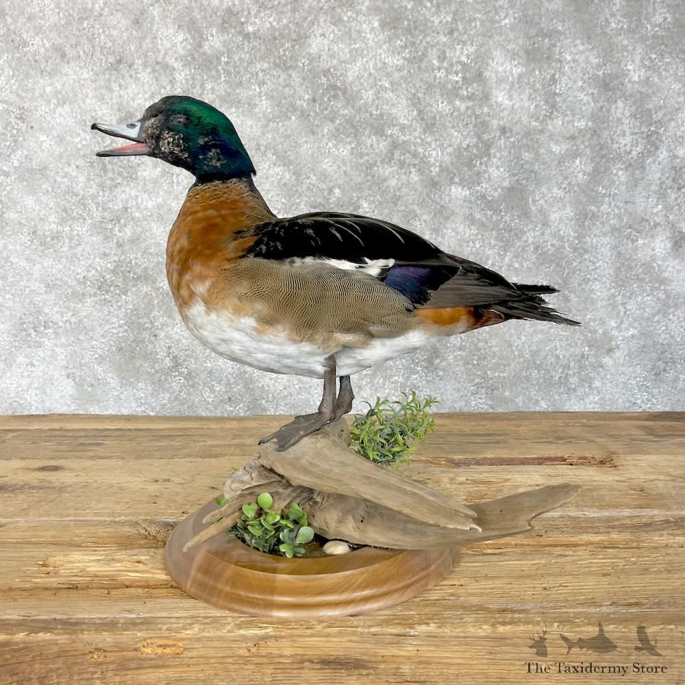 Wood Duck x Tufted Duck Cross Bird Mount For Sale #28539 @ The Taxidermy Store