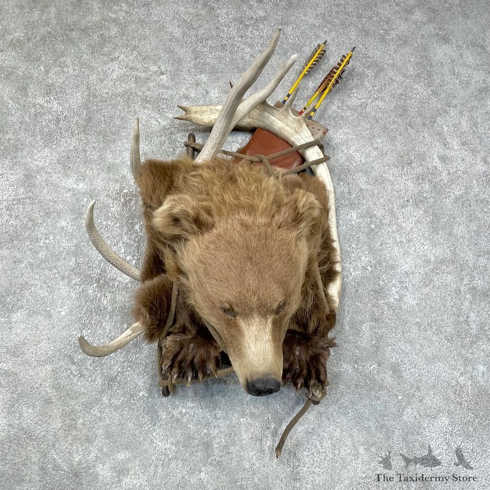 Black Bear Shoulder Taxidermy Mount For Sale #25703 @ The Taxidermy Store