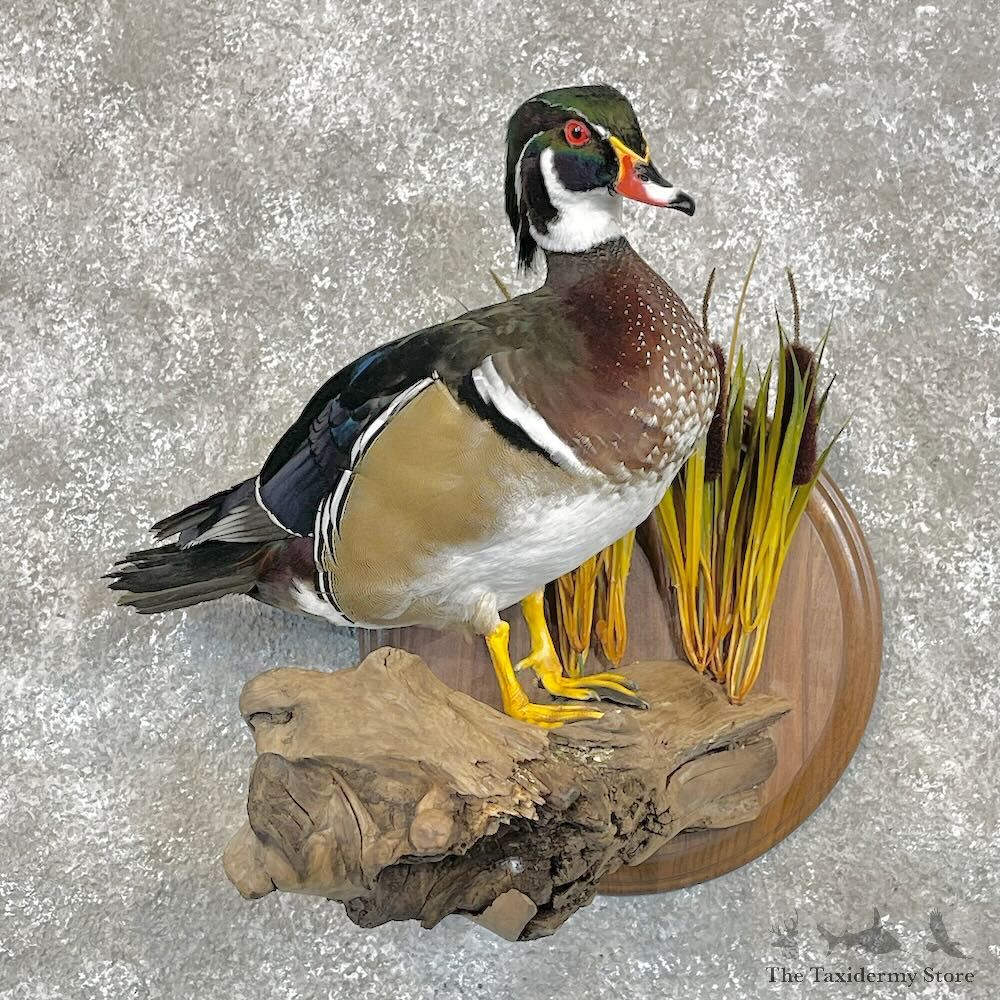 Wood Duck Bird Mount For Sale #28523 @ The Taxidermy Store