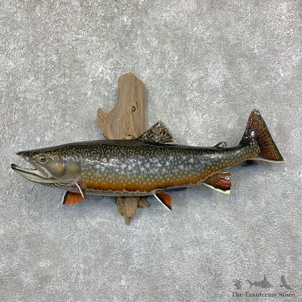 Brook Trout Fish Mount For Sale #21625 @ The Taxidermy Store