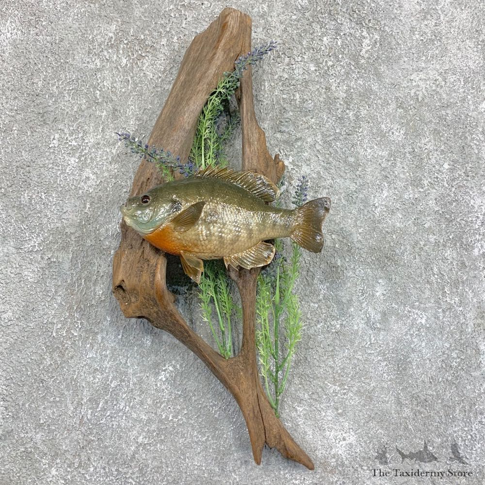 Bluegill Taxidermy Fish Mount #22050 For Sale @ The Taxidermy Store