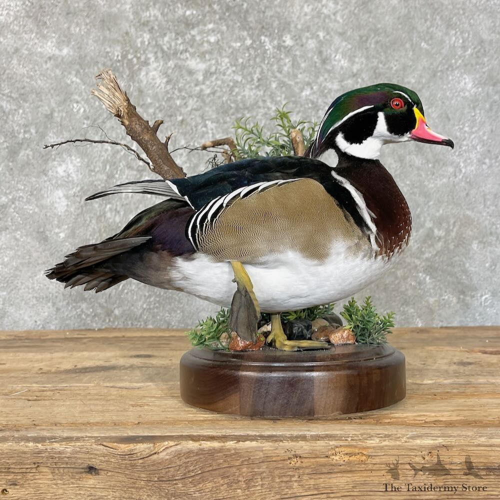 Wood Duck Bird Mount For Sale #27756 - The Taxidermy Store