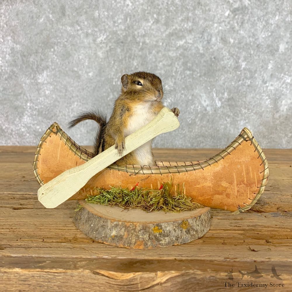 Canoe Chipmunk Novelty Mount For Sale #22617 @ The Taxidermy Store