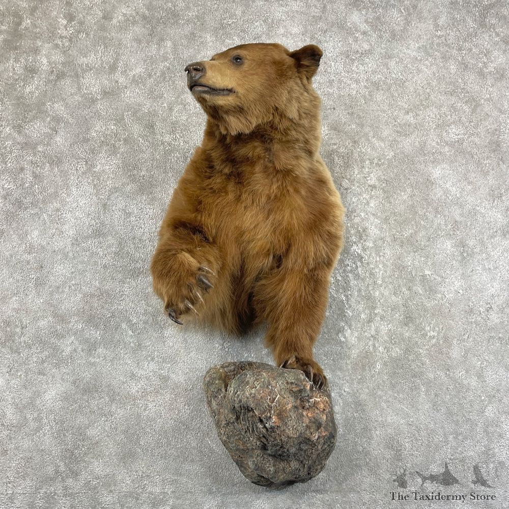 Cinnamon Bear Life-Size Taxidermy Mount For Sale #26169 - The Taxidermy Store