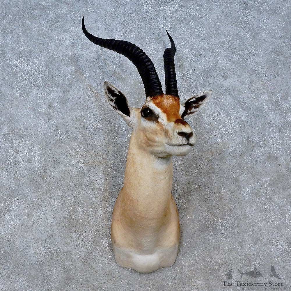Grants Gazelle Shoulder Mount For Sale #15196 @ The Taxidermy Store