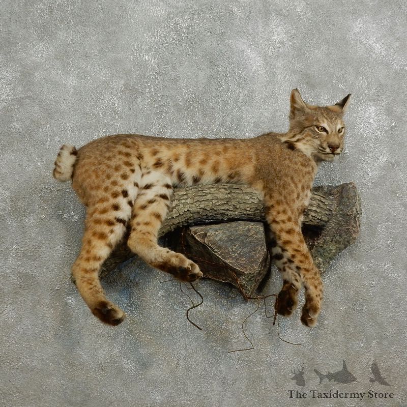 Bobcat Life-Size Mount For Sale #17586 @ The Taxidermy Store