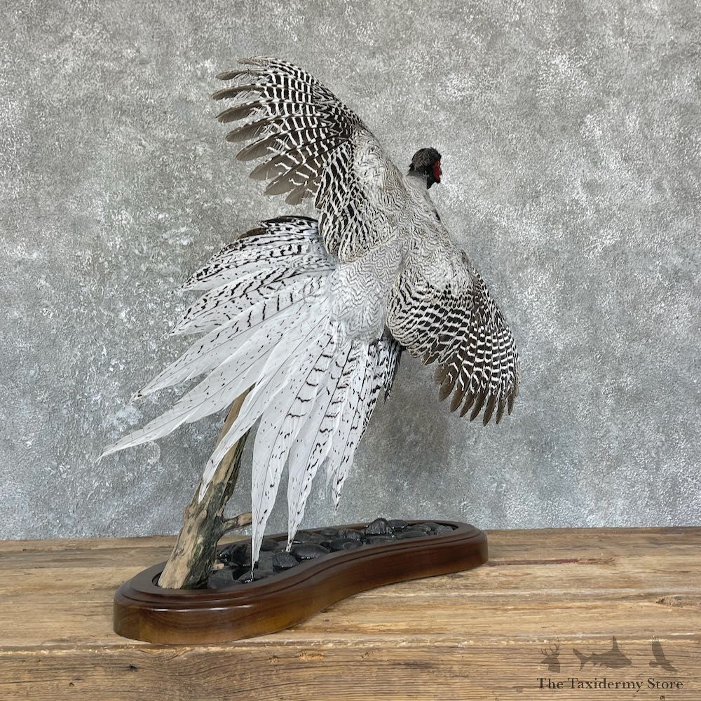 Silver/Ringneck Cross Pheasant Life-Size Mount #26445 For Sale @ The Taxidermy Store