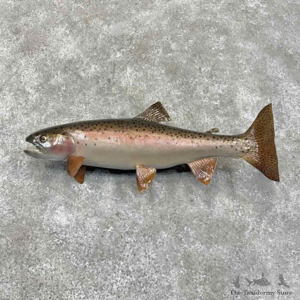 Rainbow Trout Fish Mount For Sale #31679 @ The Taxidermy Store