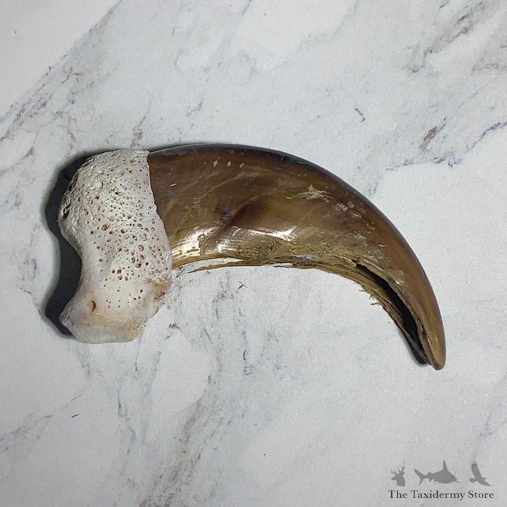 Grizzly Bear Claw For Sale #23761 - The Taxidermy Store