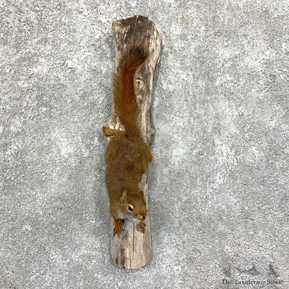 Red Squirrel Life-Size Taxidermy Mount For Sale #23582 @ The Taxidermy Store