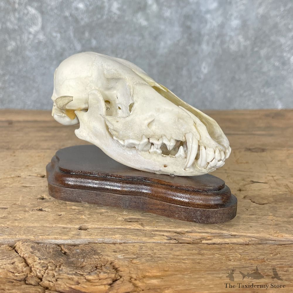Jackal Full Skull Taxidermy Mount For Sale #27003 @ The Taxidermy Store