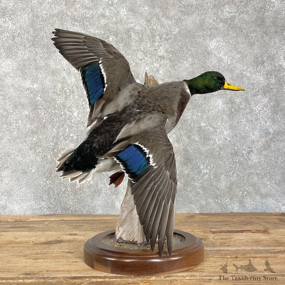 Mallard Duck Drake Bird Mount For Sale #26191 @ The Taxidermy Store