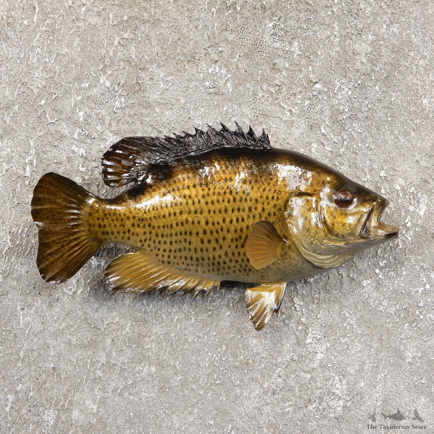 Rock Bass Fish Mount For Sale #19709 @ The Taxidermy Store