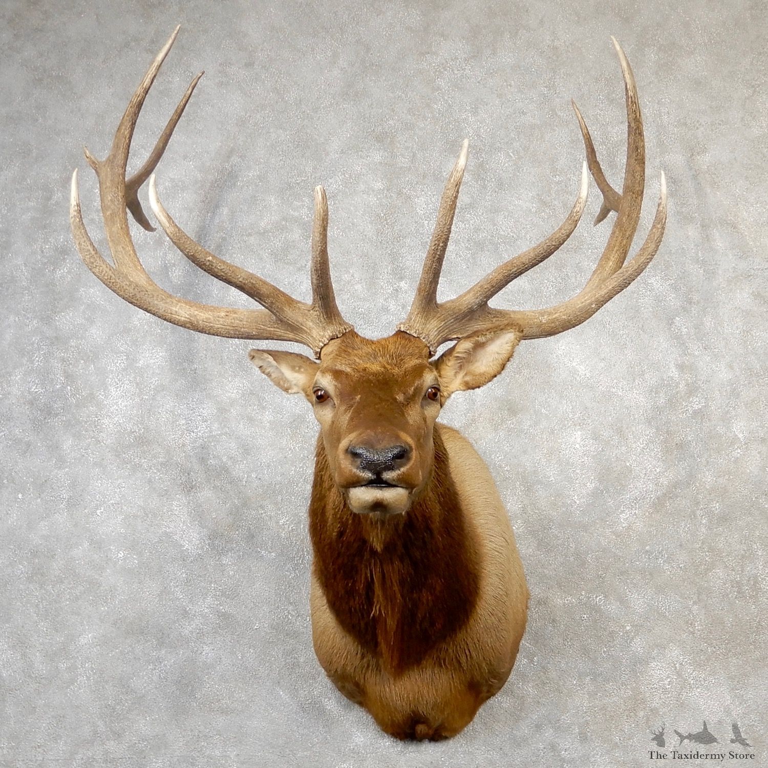 Rocky Mountain Elk Shoulder Mount For Sale #19164 @ The Taxidermy Store