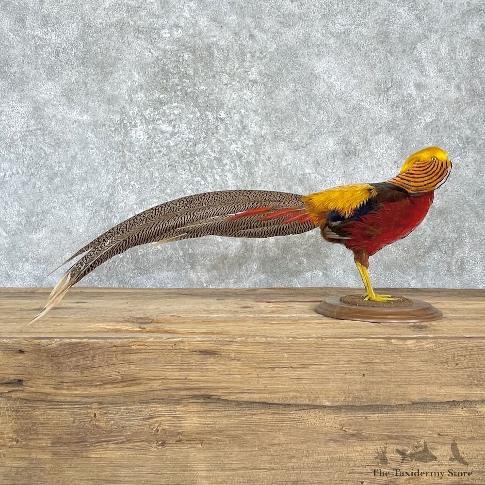 Red Golden Pheasant Mount For Sale #27172 @ The Taxidermy Store