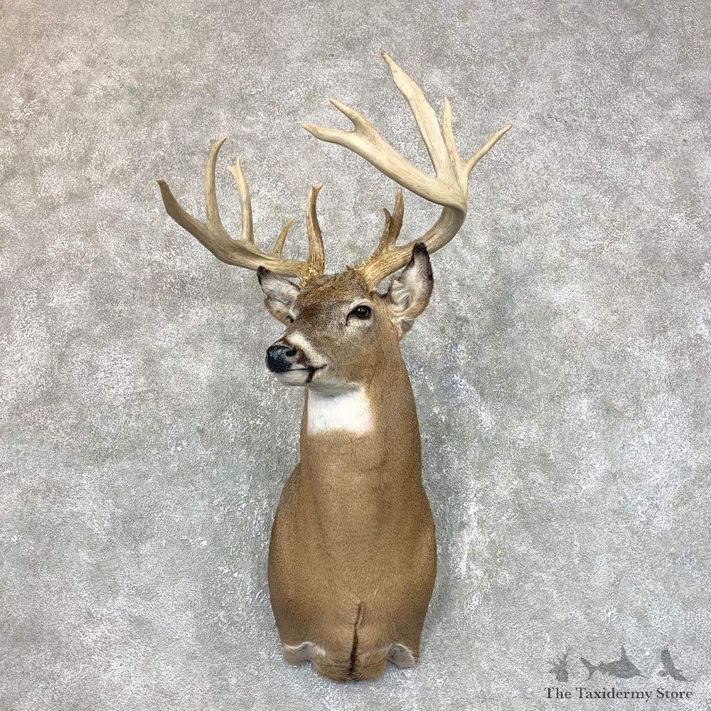 Whitetail Deer Shoulder Mount #23801 For Sale - The Taxidermy Store