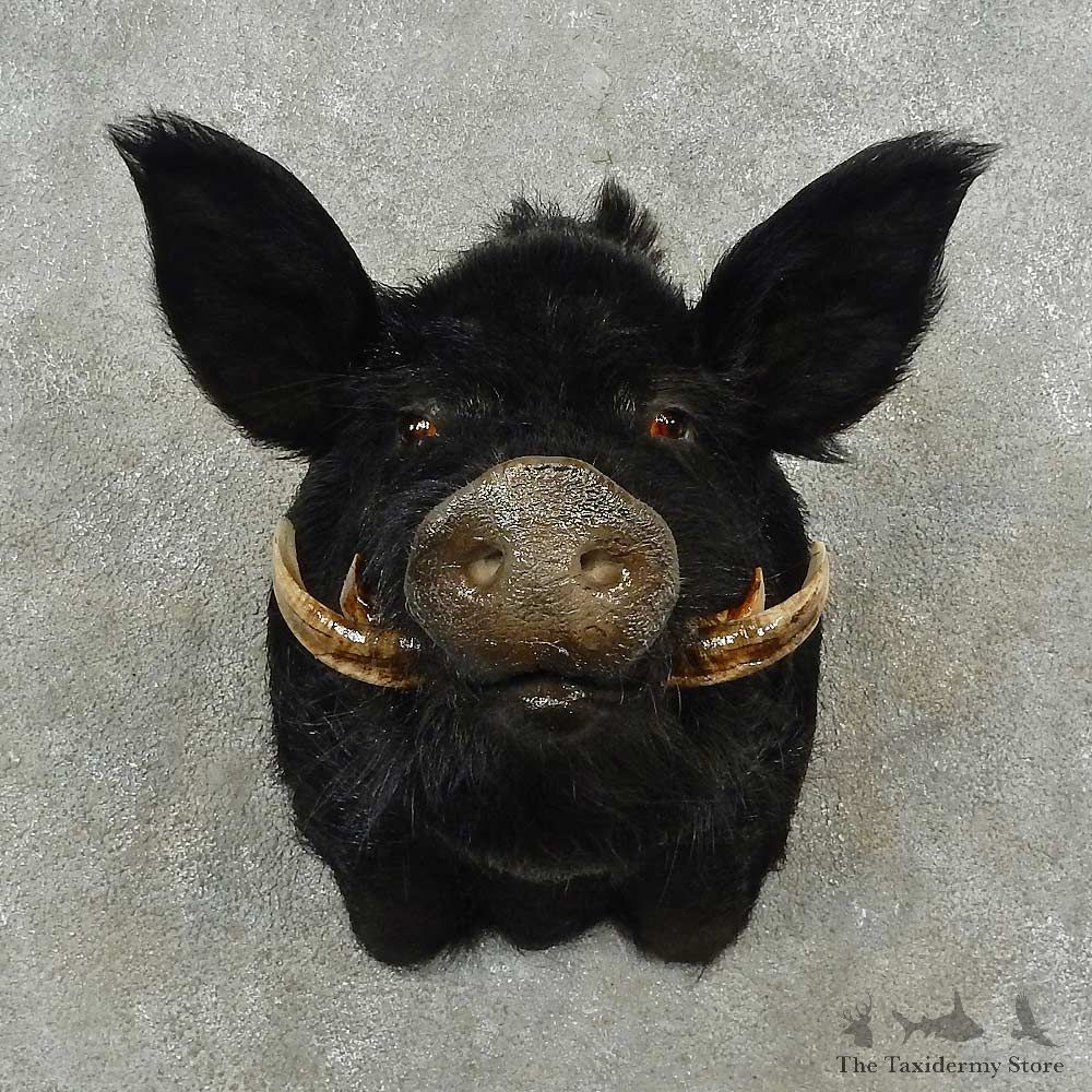 Wild Boar Shoulder Mount For Sale #16711 @ The Taxidermy Store