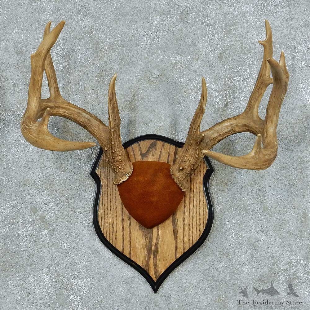 Whitetail Deer Antler Plaque Mount #13783 For Sale @ The Taxidermy Store