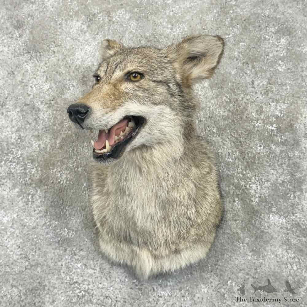 Coyote Shoulder Mount For Sale #30652 @ The Taxidermy Store