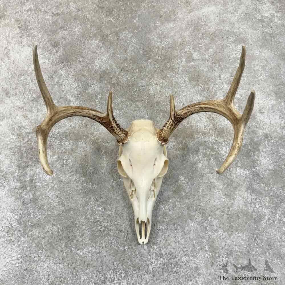 Whitetail Deer Skull European Mount For Sale #30623 @ The Taxidermy Store