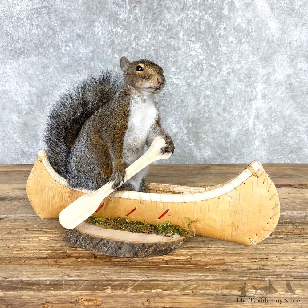 Canoe Grey Squirrel Novelty Mount For Sale #24031 @ The Taxidermy Store