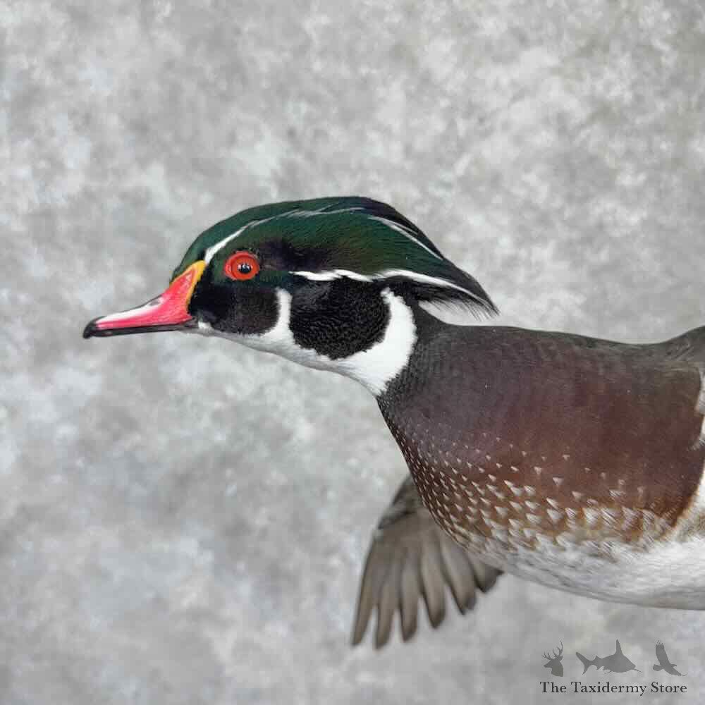 Wood Duck Bird Mount For Sale #31624 @ The Taxidermy Store