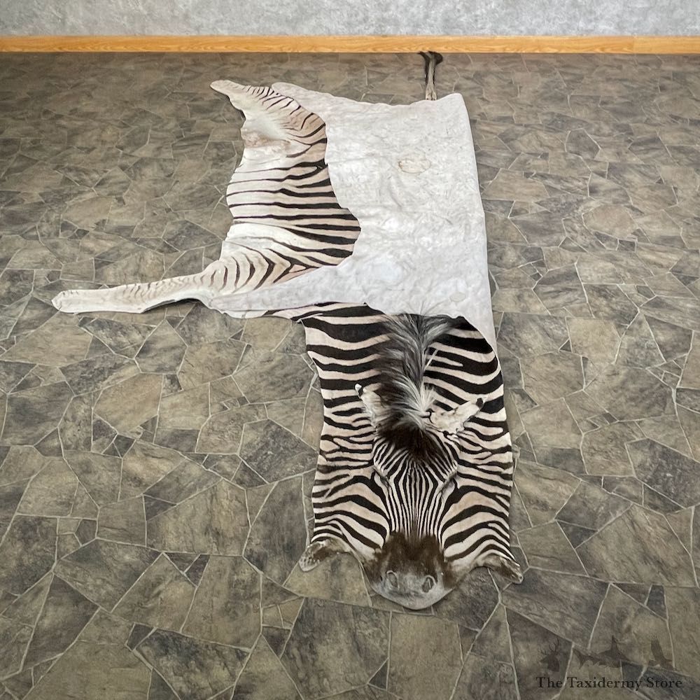 African Zebra Full-Size Taxidermy Rug For Sale #26304 @ The Taxidermy Store