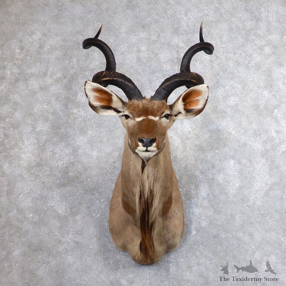 Greater Kudu Shoulder Mount For Sale #18611 @ The Taxidermy Store