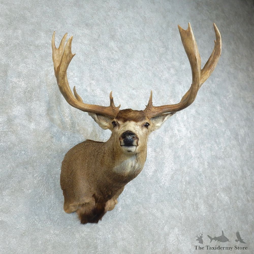Mule Deer Shoulder Mount For Sale #18512 - The Taxidermy Store