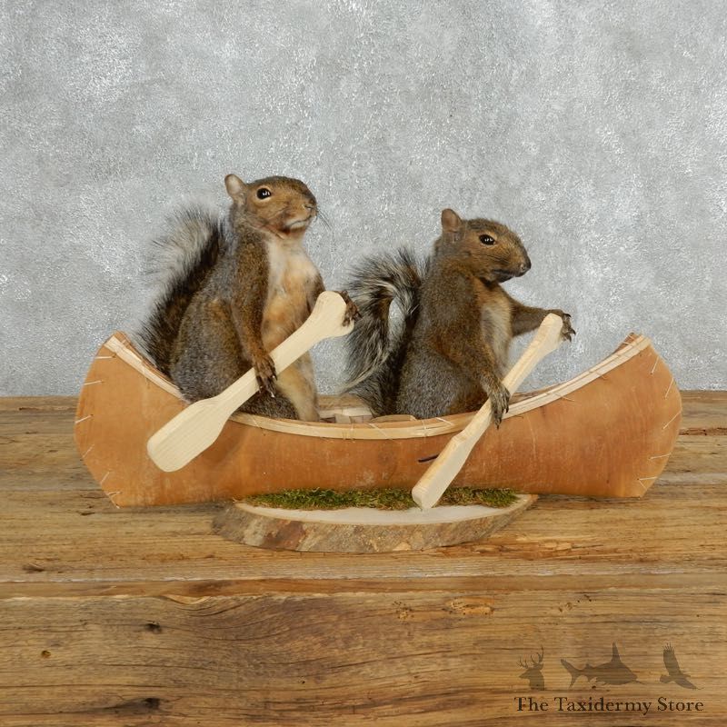 Two Novelty Canoe Grey Squirrels 18158 @The Taxidermy Store